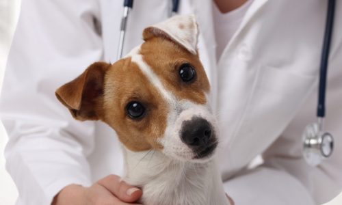 veterinary exam